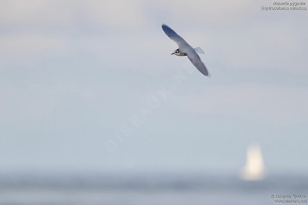Mouette pygméeadulte internuptial, Vol