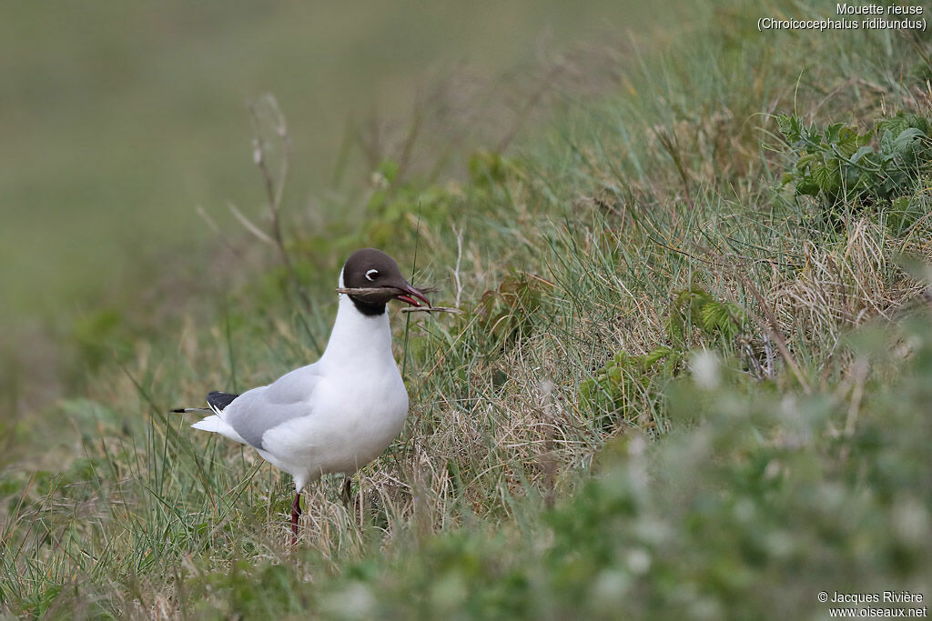 Black-headed Gulladult breeding, identification, Reproduction-nesting