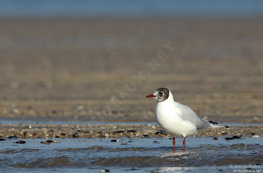 Mouette rieuseadulte internuptial