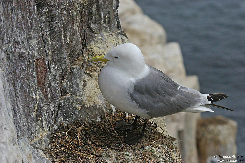 Mouette tridactyleadulte nuptial, Nidification