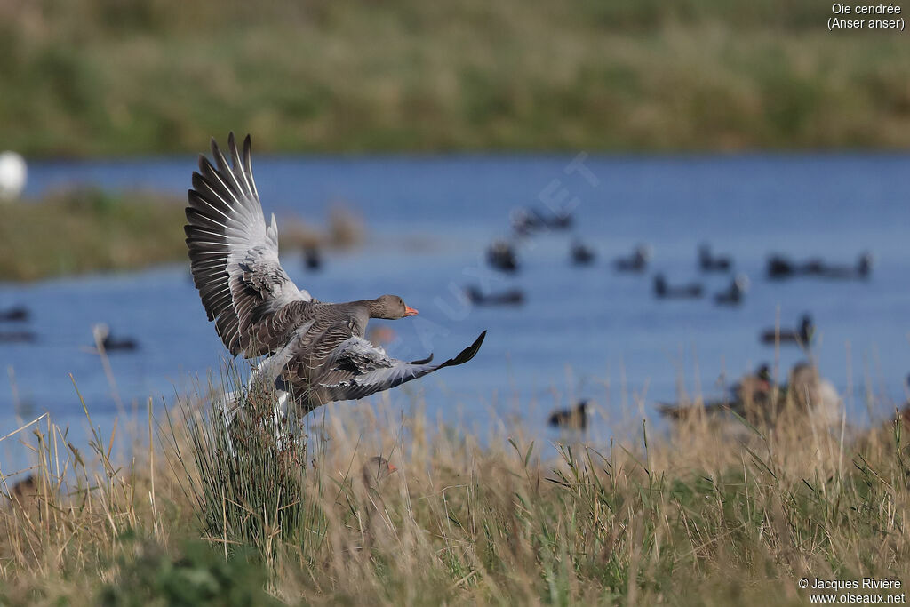 Greylag Gooseadult, Flight