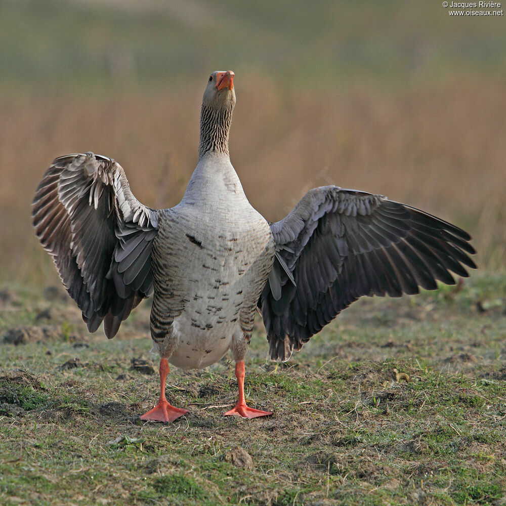 Greylag Goose male adult breeding