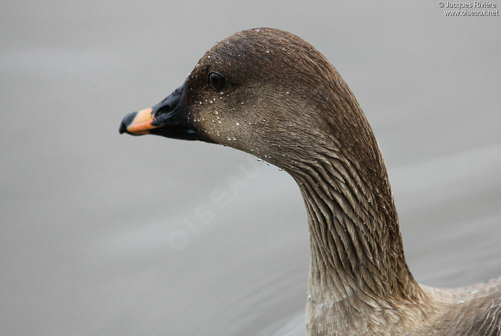 Taiga Bean Goose female adult breeding, close-up portrait