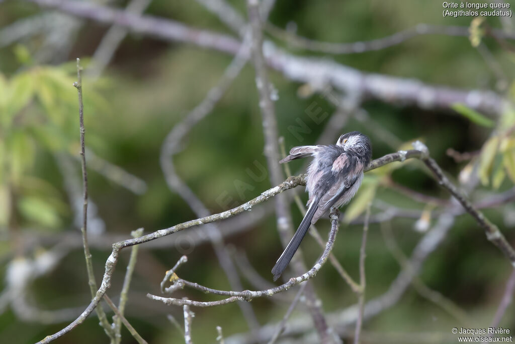Orite à longue queue - Mésange à longue queueadulte, soins