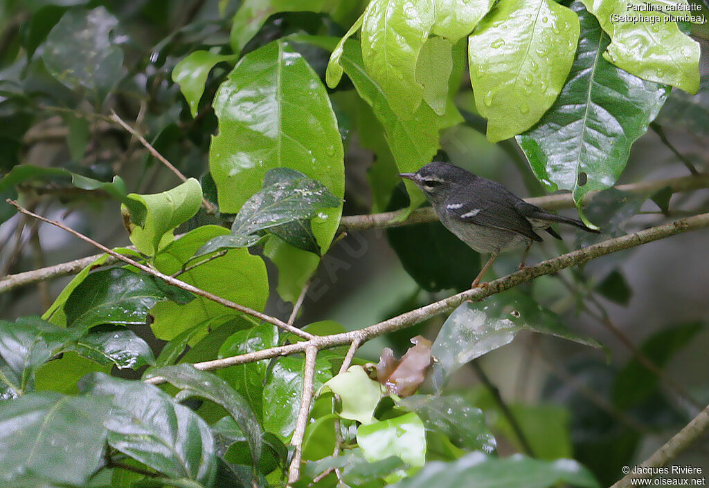 Plumbeous Warbleradult, identification