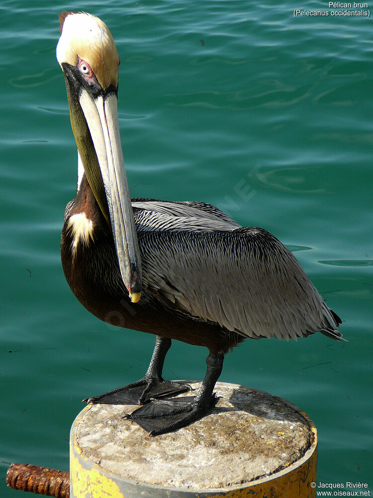 Pélican brunadulte nuptial, identification