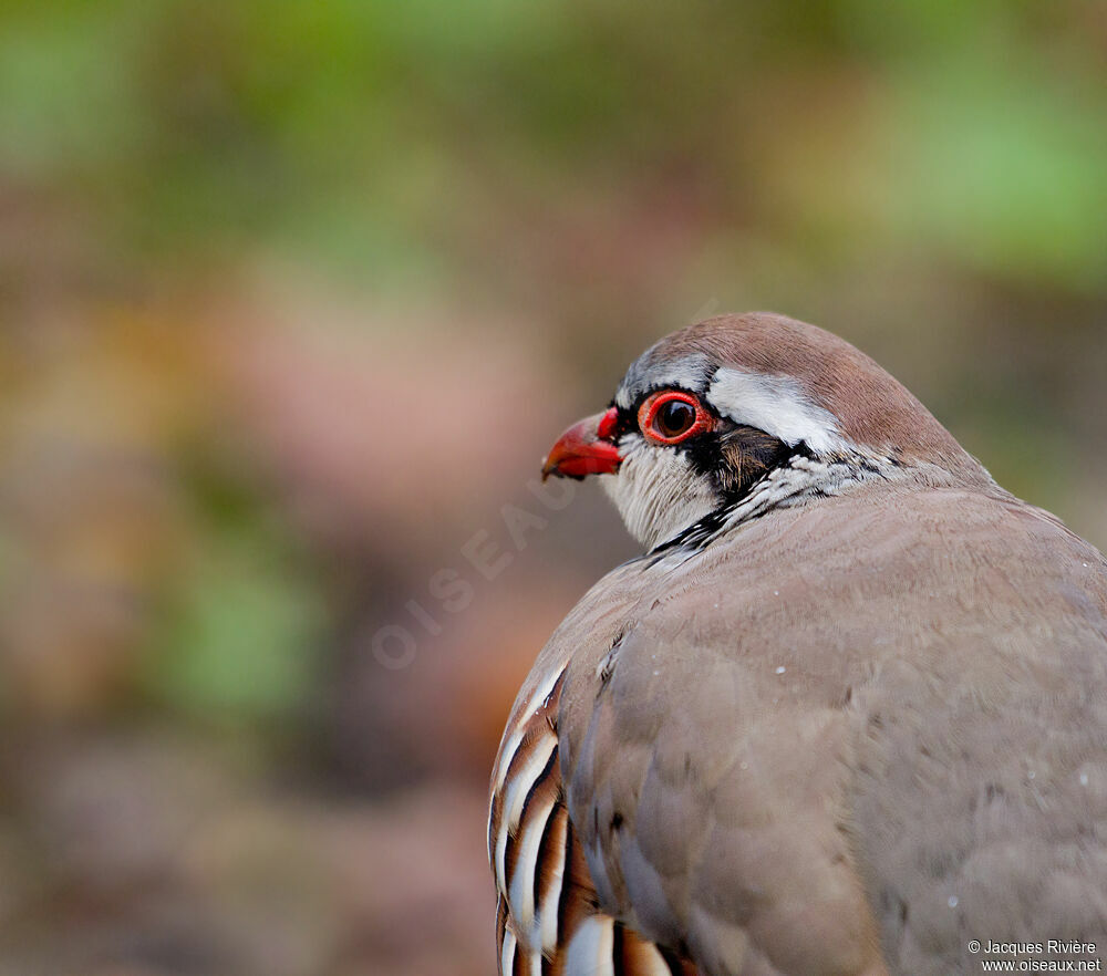 Red-legged Partridge