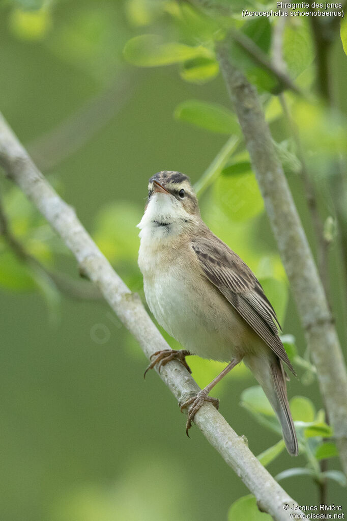 Phragmite des joncs mâle adulte nuptial, identification, chant