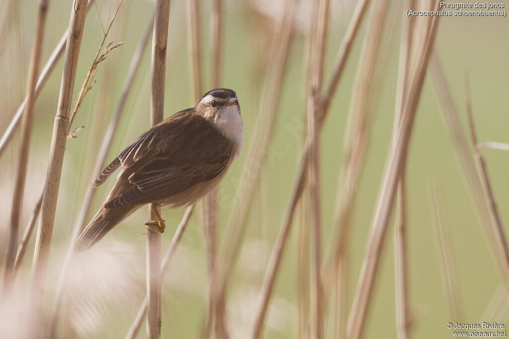 Phragmite des joncs mâle adulte nuptial, identification