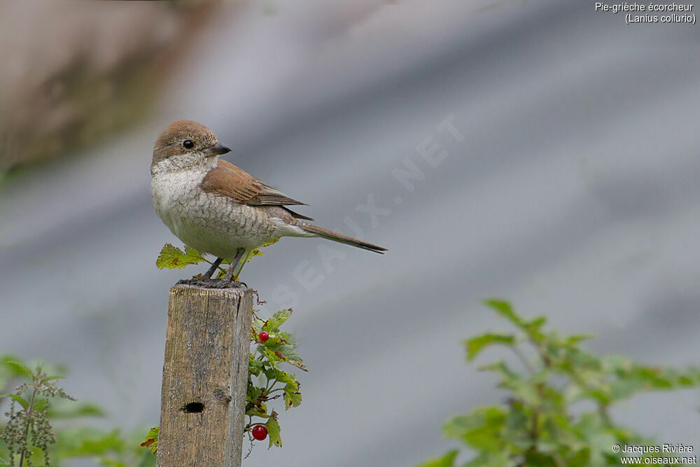 Red-backed Shrike