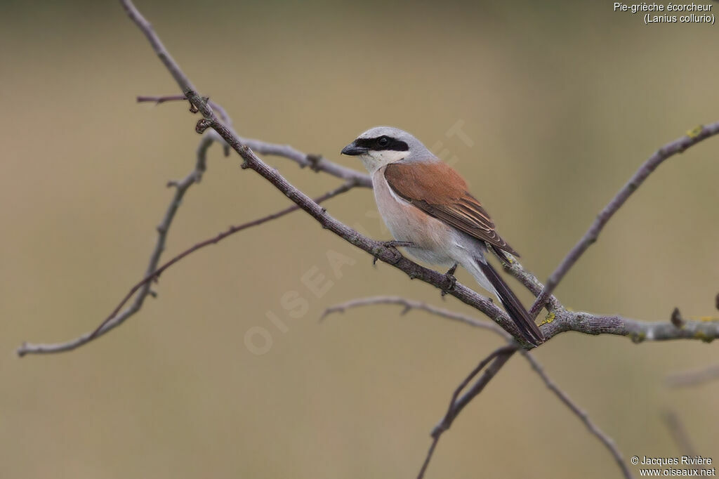 Red-backed Shrike male adult breeding, identification