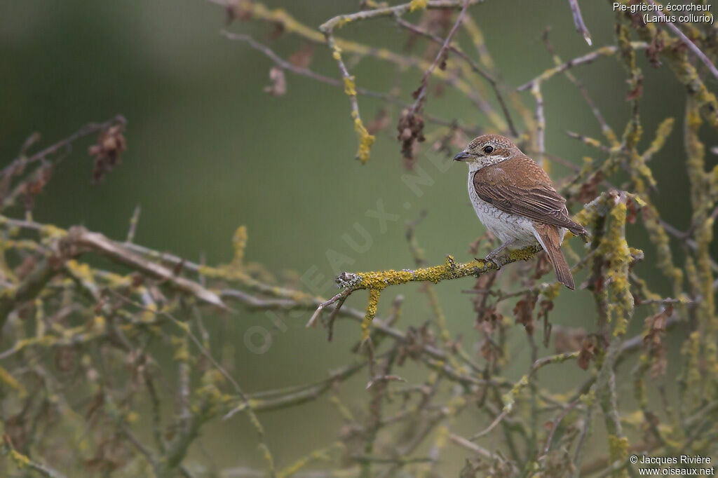 Pie-grièche écorcheur femelle adulte, identification