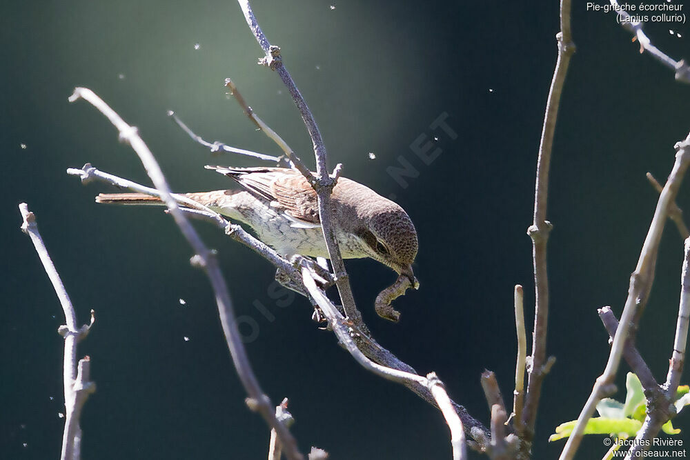 Red-backed Shrikeimmature, identification, eats