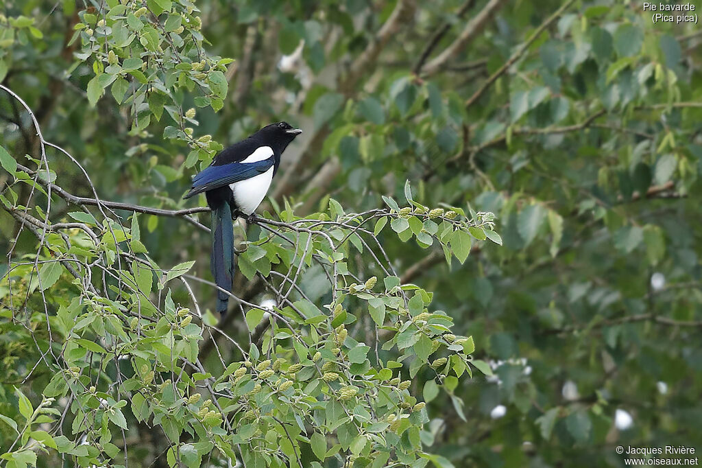 Pie bavarde mâle adulte, identification