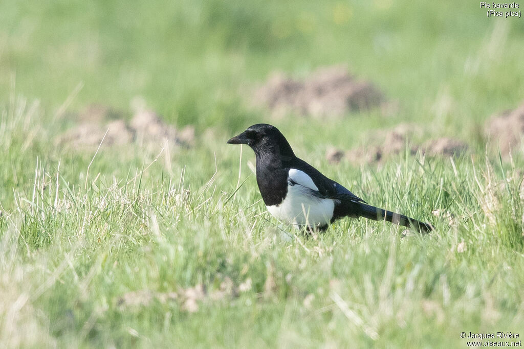 Pie bavardeadulte nuptial, identification