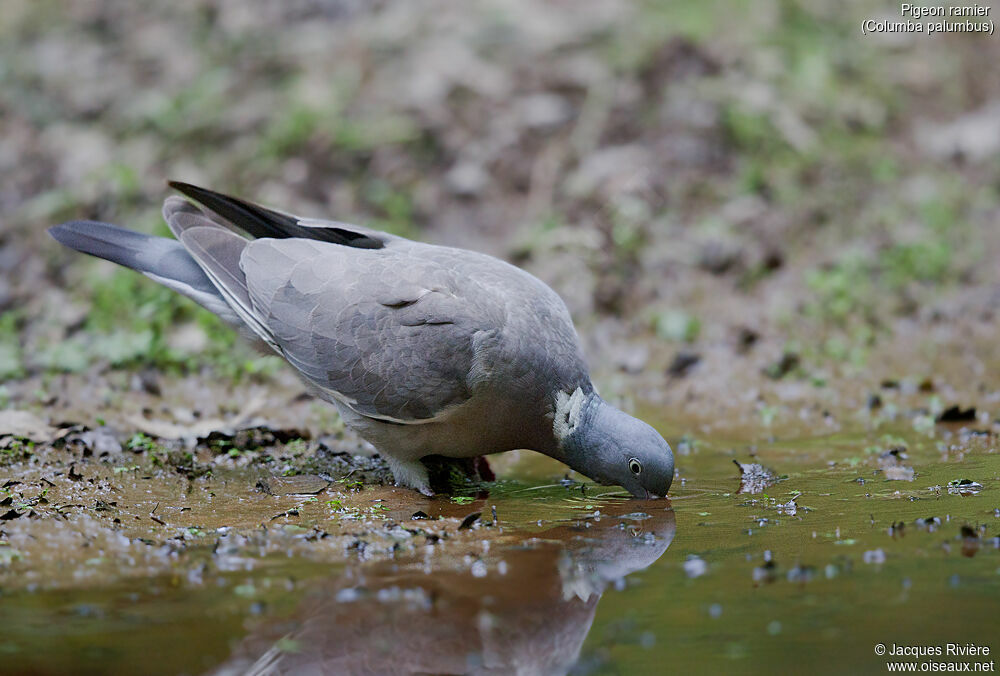 Pigeon ramieradulte nuptial, identification, boit