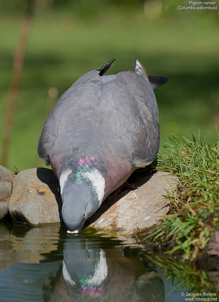 Pigeon ramieradulte nuptial, identification, boit