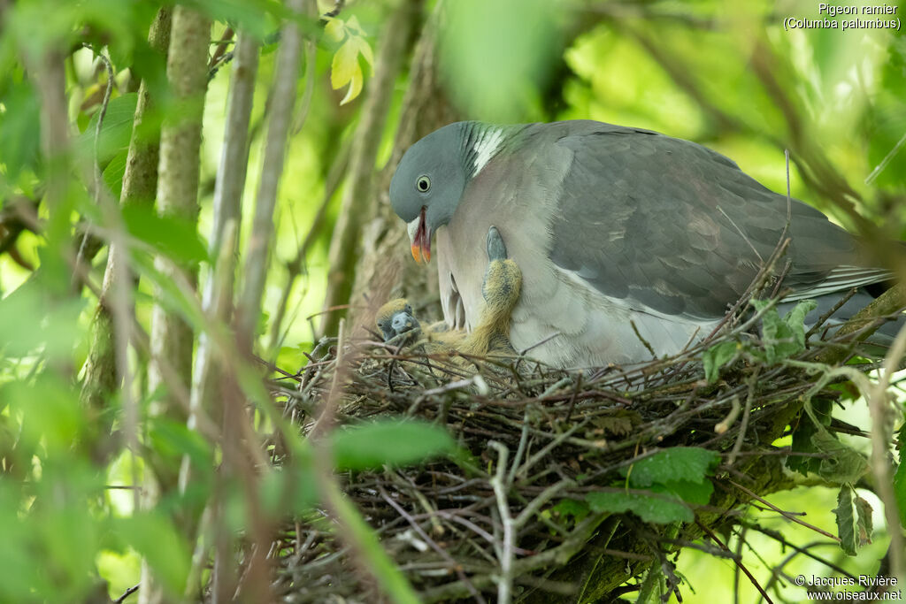 Pigeon ramier, identification, Nidification