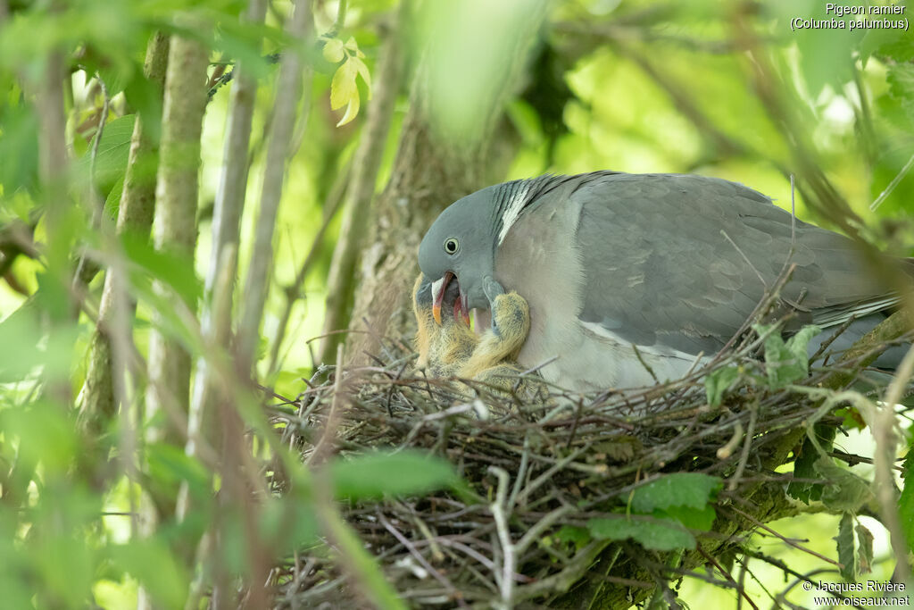 Pigeon ramier, identification, parade