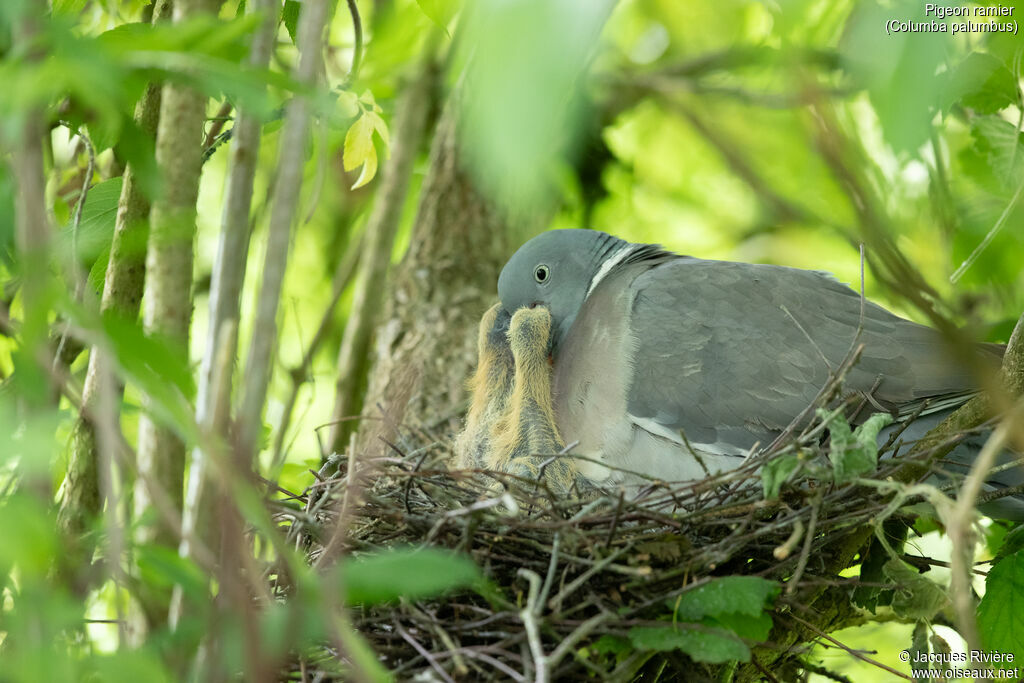 Pigeon ramier, identification, mange, Nidification
