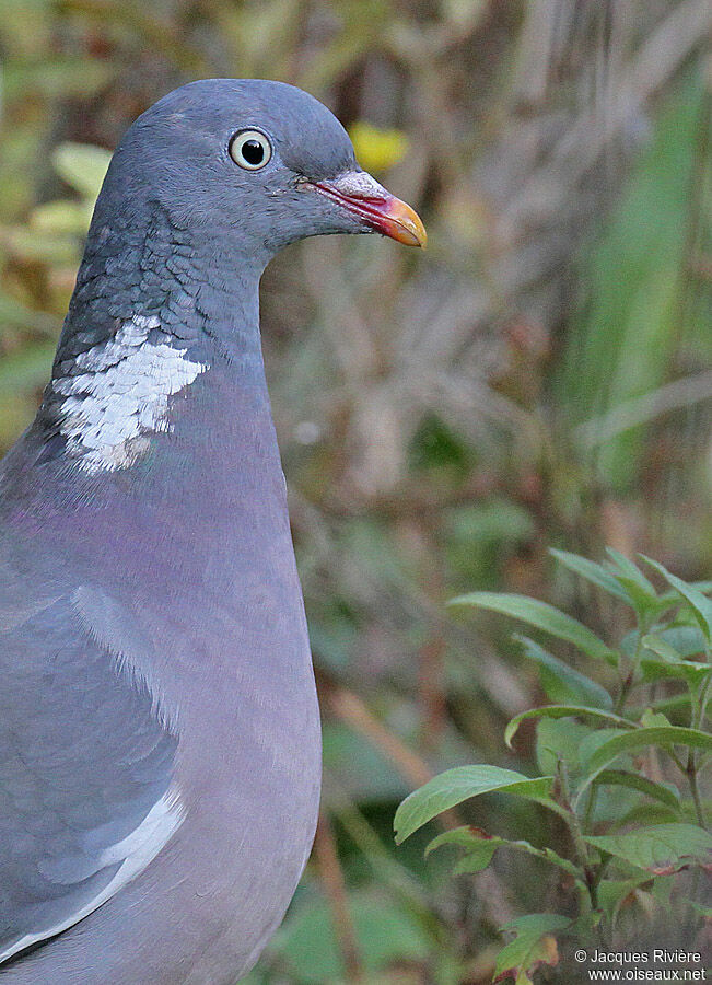 Pigeon ramieradulte nuptial