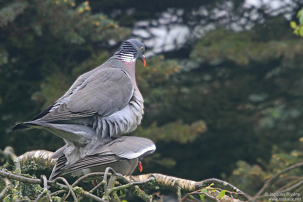 Pigeon ramier 