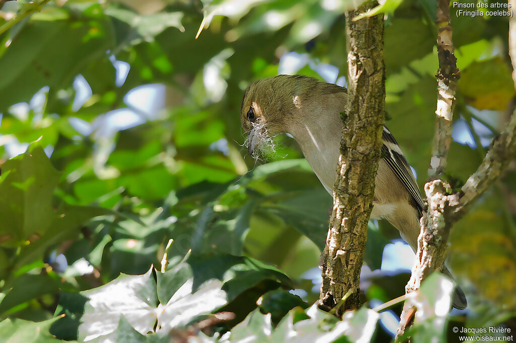Eurasian Chaffinch female adult, identification, Reproduction-nesting