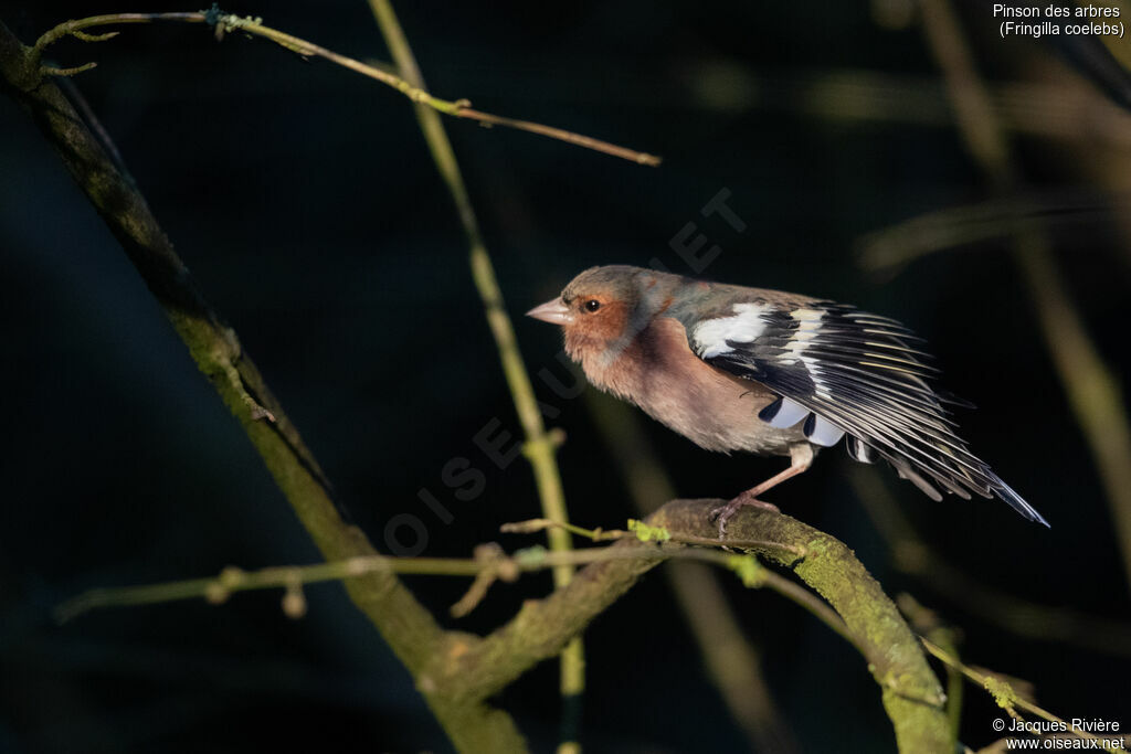 Eurasian Chaffinch male adult transition, identification