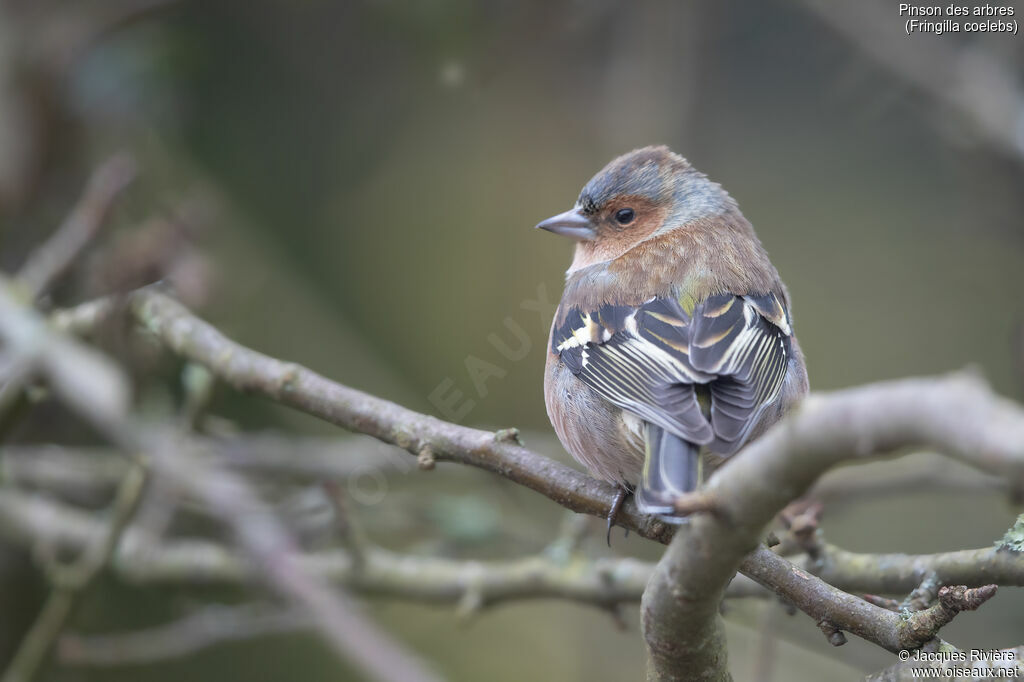 Eurasian Chaffinch male adult transition, identification