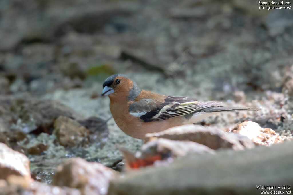 Pinson des arbres mâle adulte, identification