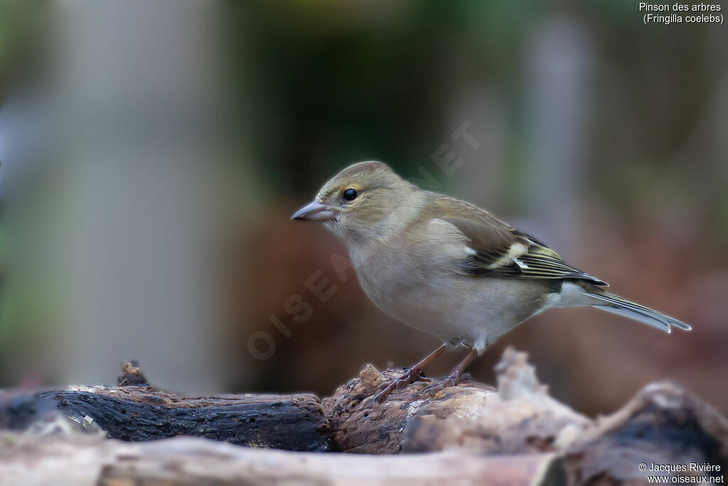 Pinson des arbres femelle adulte internuptial, identification