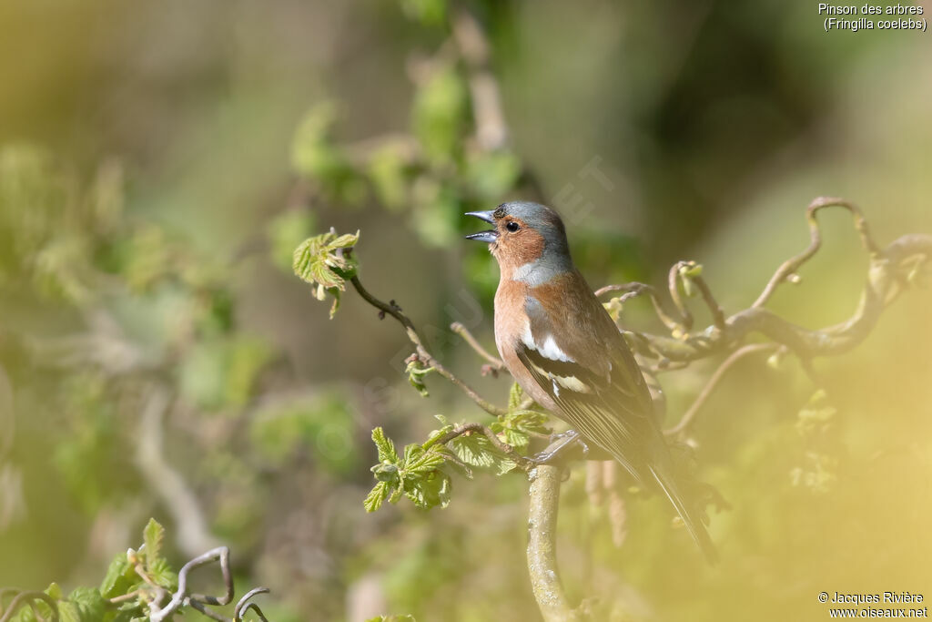 Pinson des arbres mâle adulte, identification, chant