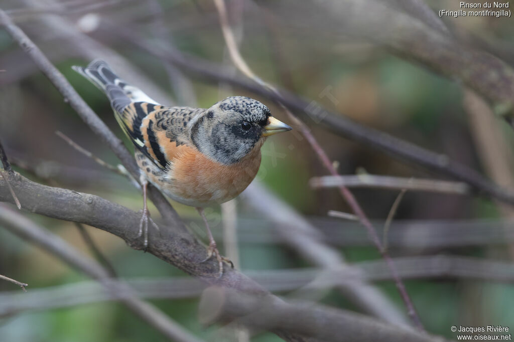 Brambling male adult transition, identification