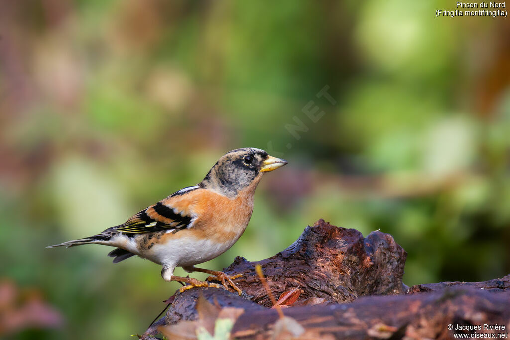 Pinson du Nord mâle adulte internuptial, identification