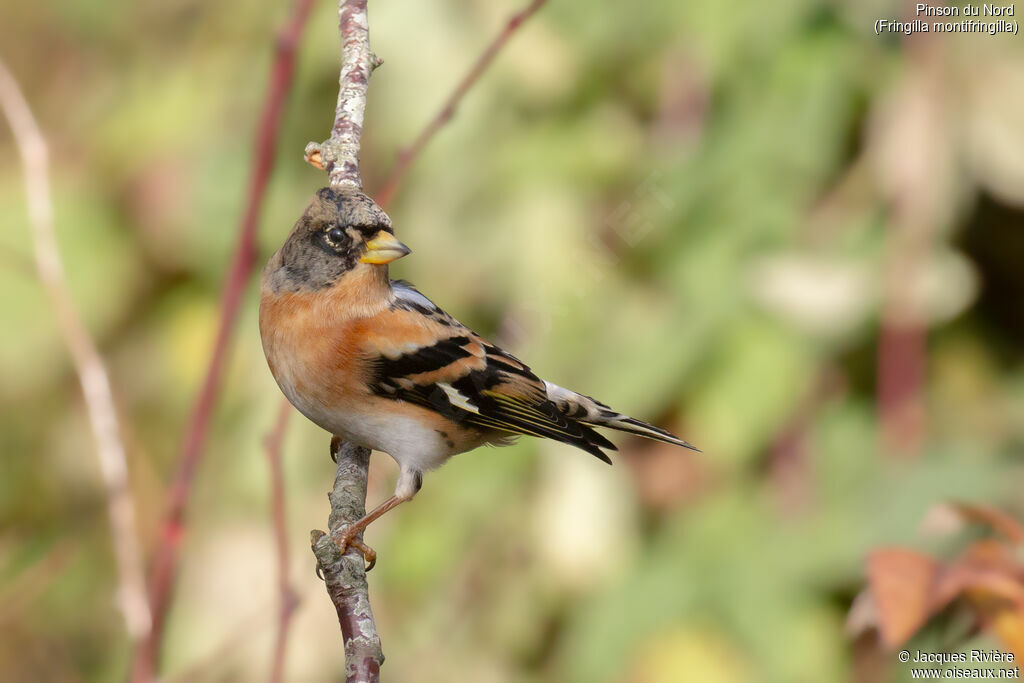 Pinson du Nord mâle adulte internuptial, identification