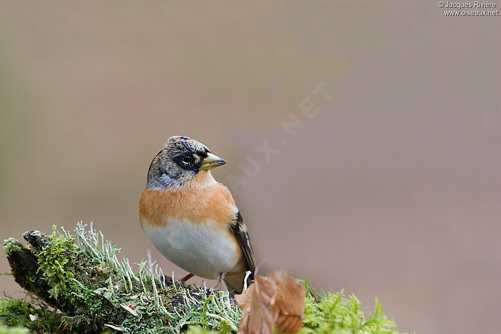 Brambling male adult post breeding