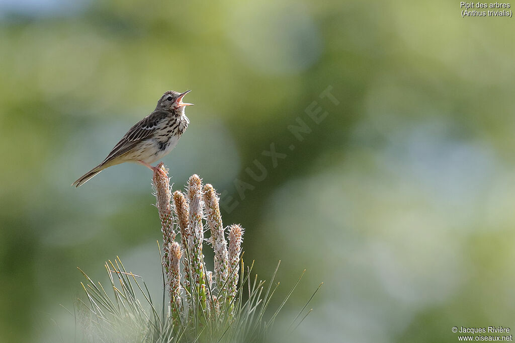 Pipit des arbres mâle adulte nuptial, identification, chant
