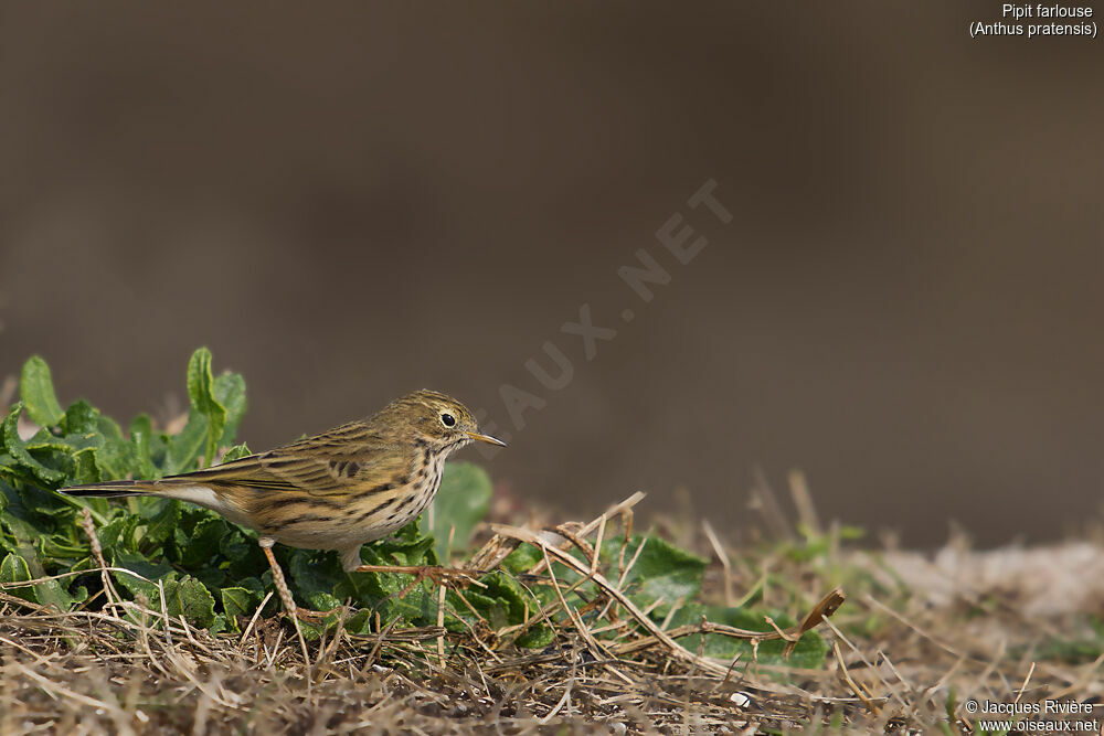 Pipit farlouseadulte internuptial, identification, marche