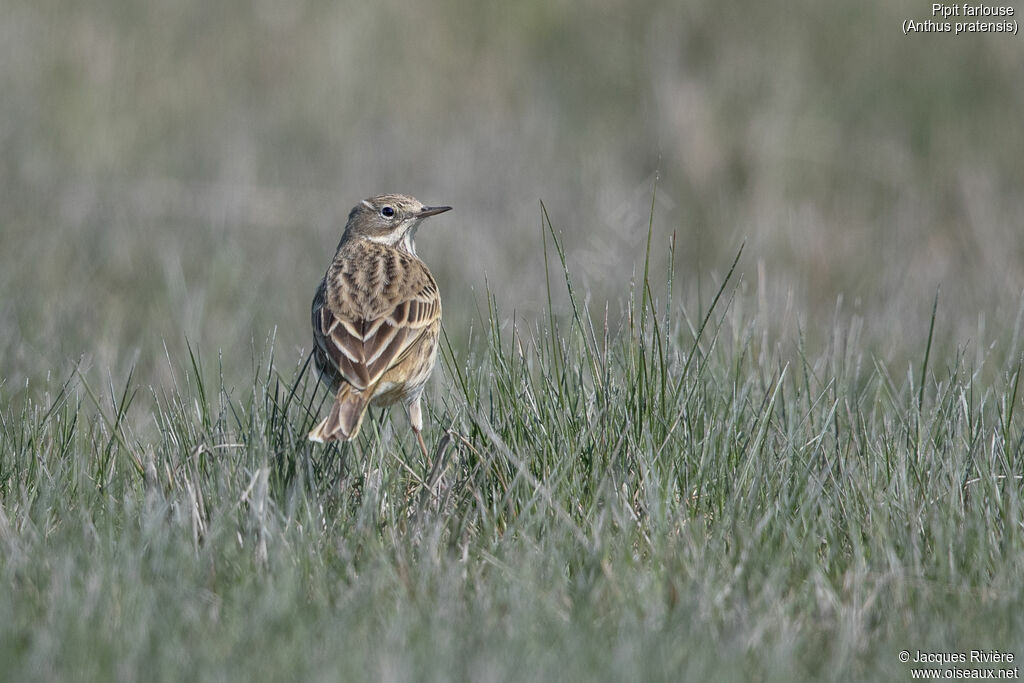 Pipit farlouseadulte nuptial, identification