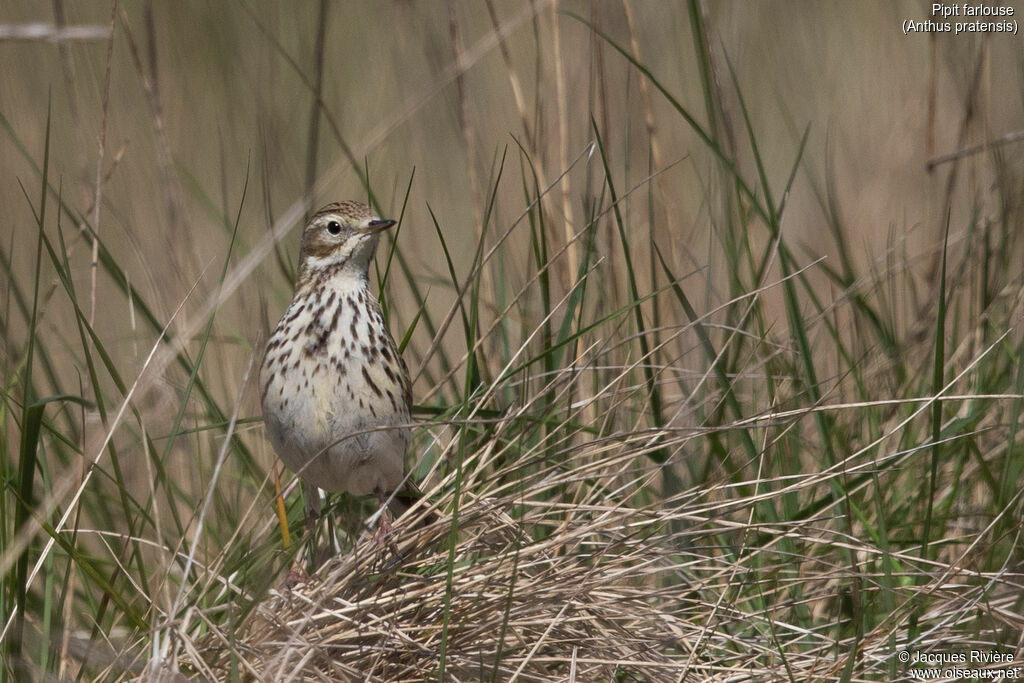 Pipit farlouseadulte nuptial, identification