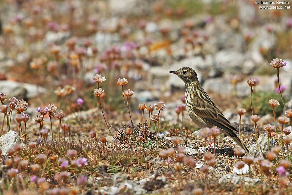 Meadow Pipitadult breeding