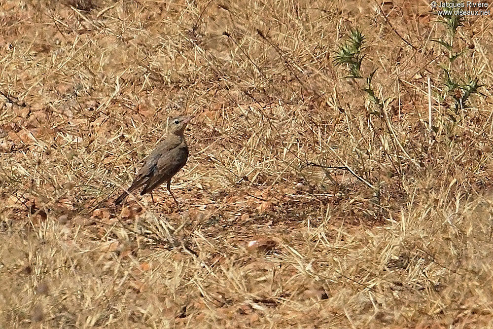 Pipit rousselineadulte nuptial