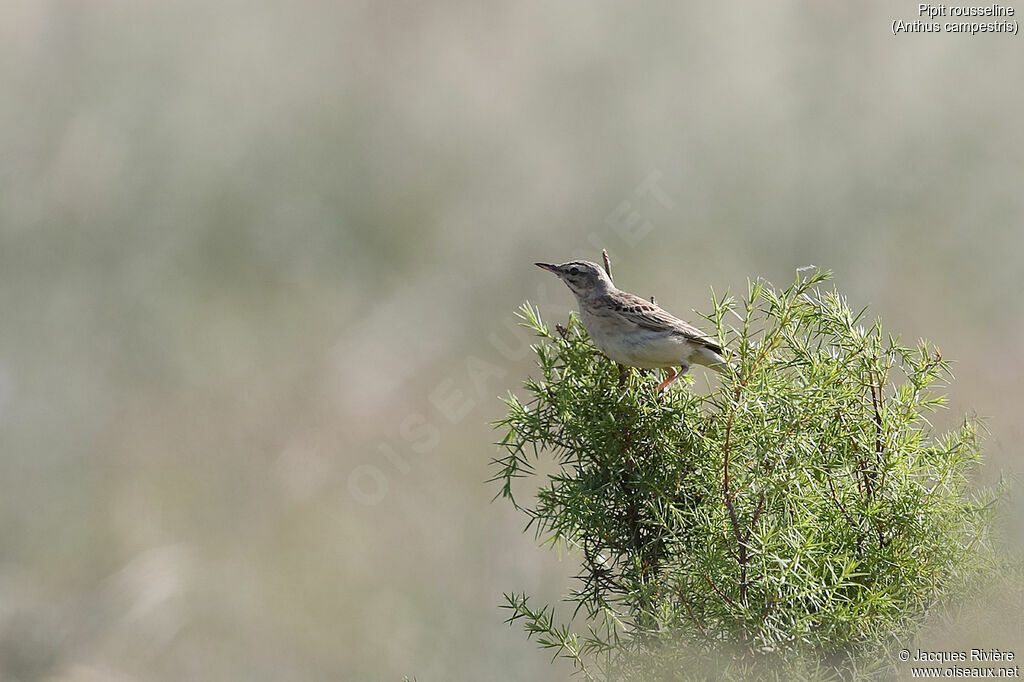 Pipit rousseline mâle adulte nuptial, identification