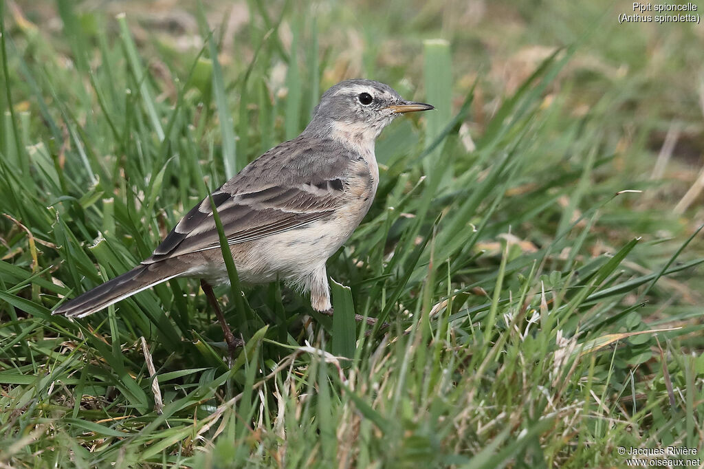 Pipit spioncelleadulte nuptial, identification, marche