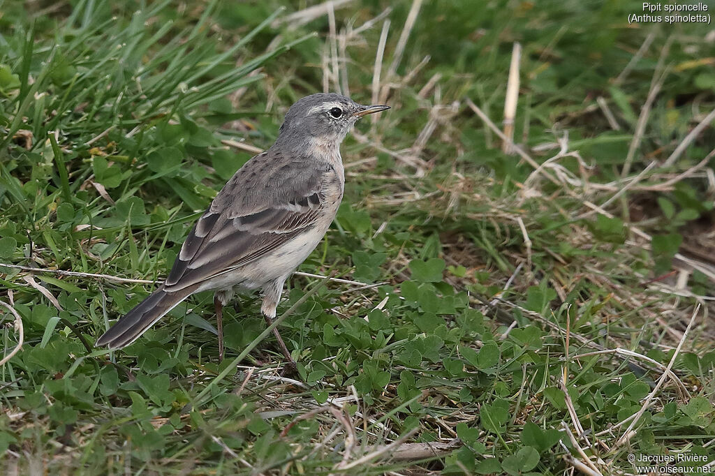 Water Pipitadult breeding, identification, walking