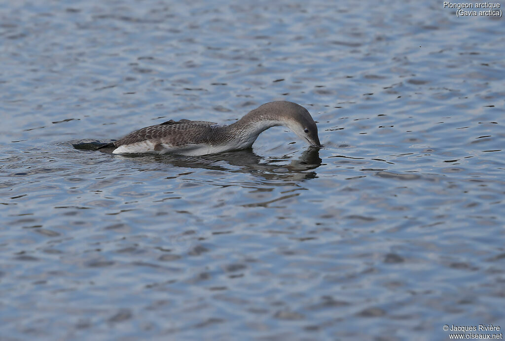 Plongeon arctique, identification, nage