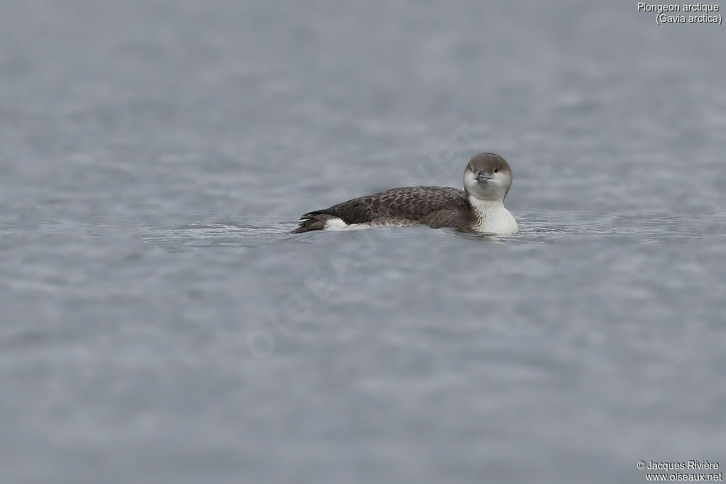 Plongeon arctique, identification, nage
