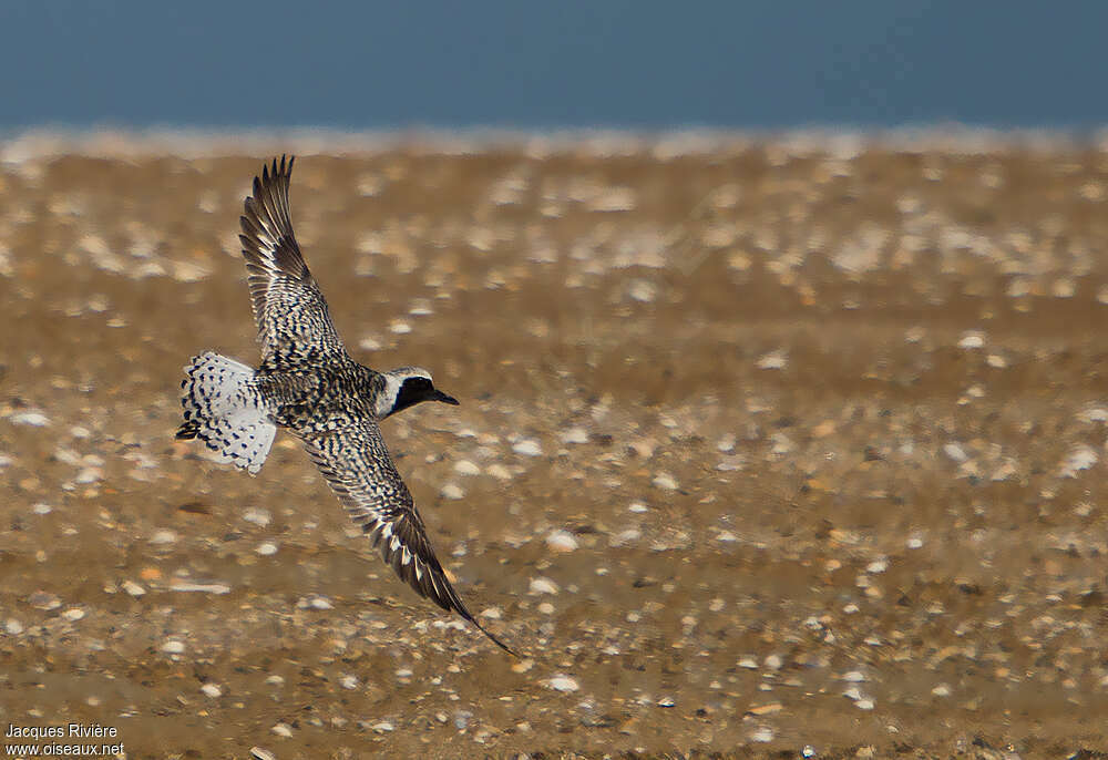 Grey Plover male adult breeding, Flight