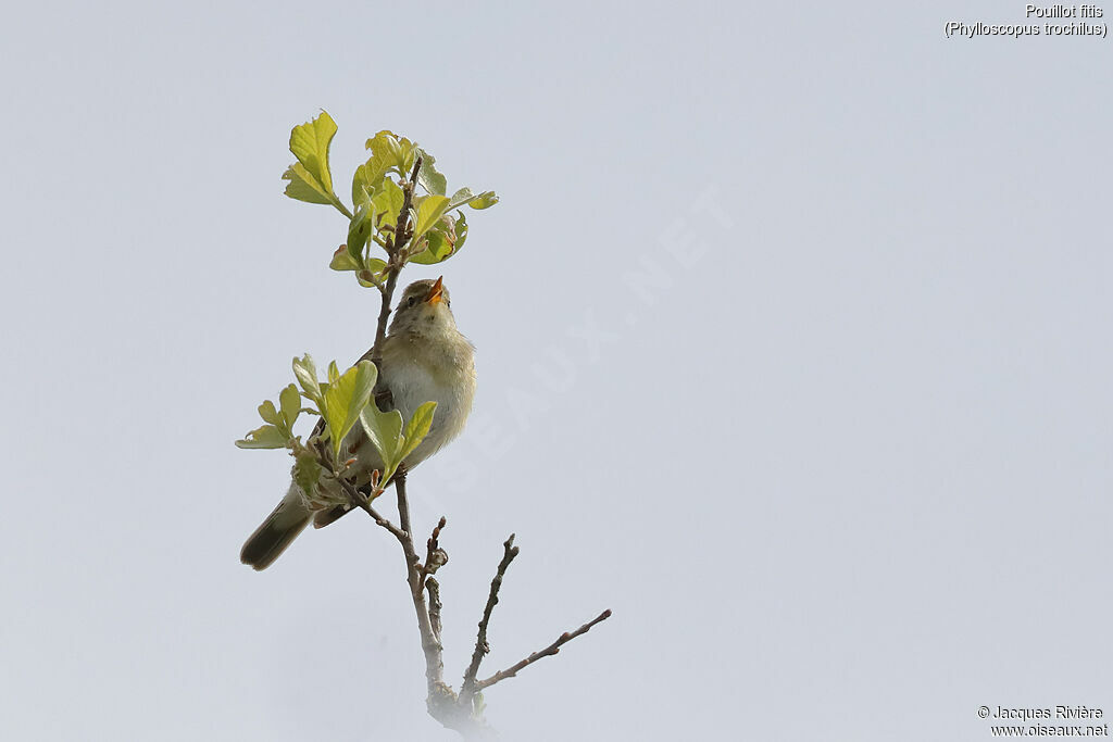 Pouillot fitis mâle adulte nuptial, identification, chant