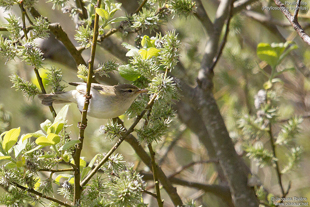 Willow Warbleradult breeding, identification